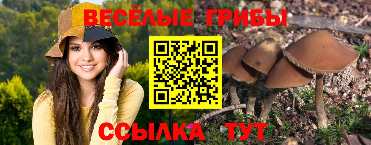 Галлюциногенные грибы Psilocybine cubensis Коммунар